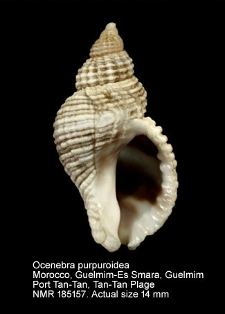 Ocenebra purpuroidea.jpg - Ocenebra purpuroidea (Pallary,1920)